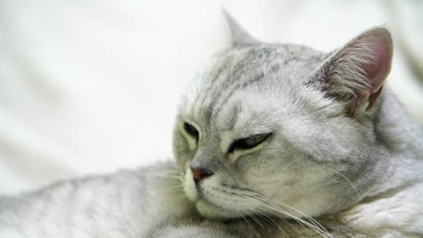 Gato Britânico Escocês Está Lavando Língua Gato Feliz Lava Lambe — Vídeo de Stock