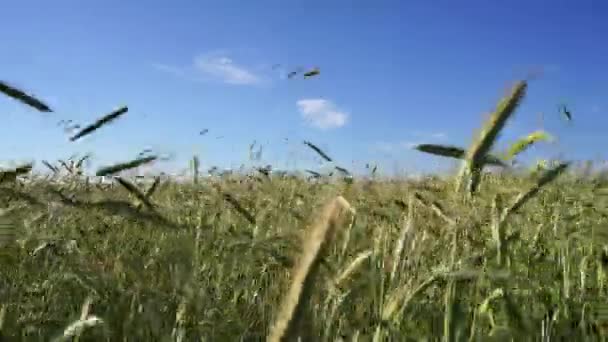 Fond Agricole Épis Verts Avoine Balancent Dans Vent Sur Terrain — Video