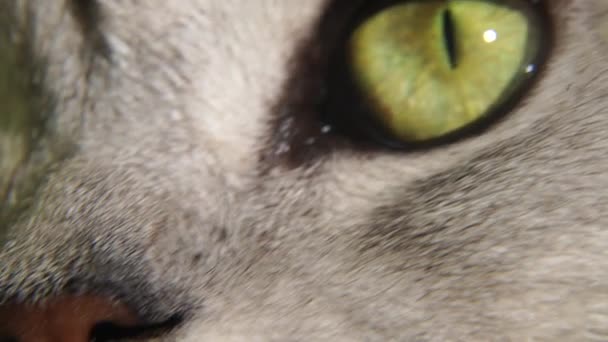 Oko Skotské Heterosexuální Kočky Pomalý Pohyb Zelené Kočičí Oko Zblízka — Stock video