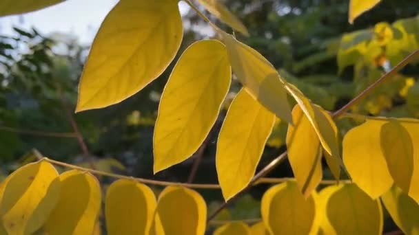 Otoño Hojas Amarillas Una Rama Bosque Otoño — Vídeo de stock
