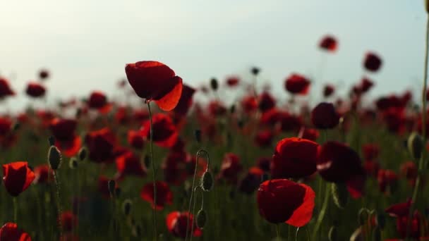 Rote Mohnblumen Blühen Wiegen Sich Wind Auf Einer Wiese Großaufnahme — Stockvideo