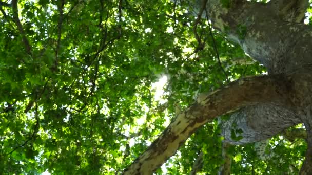 太陽のクローズアップのビーム 明るい暖かい設定太陽は公園 森の残酷な木の枝を通って輝きます 誰もいません 選択的な焦点 太陽の輝き 環境と自然のコンセプト — ストック動画