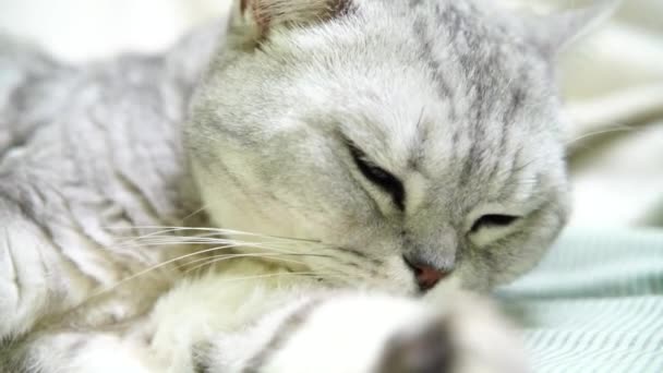 Brytyjski Szkocki Fałd Kot Jest Mycie Jej Język Szczęśliwy Myje — Wideo stockowe