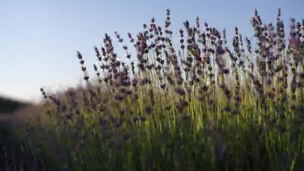 Velden Van Lavendelbloemen Bloeien Geurig Eindeloze Rijen Bij Zonsondergang Selectieve — Stockvideo