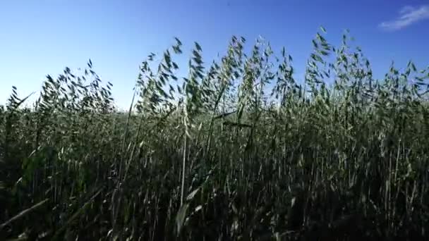 Fondo Agrícola Orejas Verdes Avena Balancean Viento Campo Cerca — Vídeos de Stock