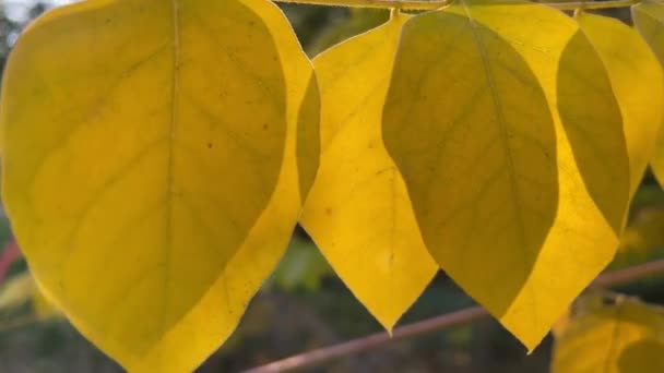 Otoño Hojas Amarillas Una Rama Bosque Otoño — Vídeo de stock