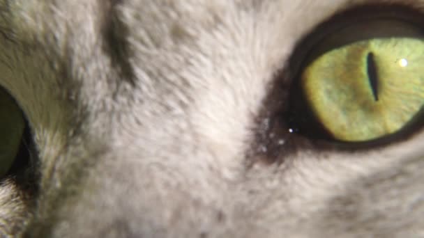 Μάτι Μιας Σκωτσέζας Στρέιτ Γάτας Αργή Κίνηση Πράσινο Μάτι Γάτα — Αρχείο Βίντεο