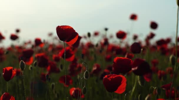Czerwony Mak Kwiaty Kwitną Kołysząc Się Wietrze Łące Zbliżenie Wiosną — Wideo stockowe