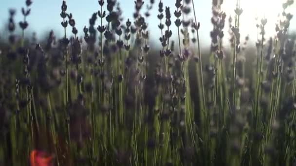 Campos Flores Lavanda Floridas Perfumadas Fileiras Intermináveis Pôr Sol Foco — Vídeo de Stock