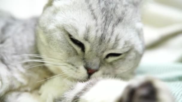 イギリスのスコットランドの折りたたみ猫が舌を洗っている 幸せな猫は洗い 彼の足を舐める 猫は嘘をついている 美しいタビー猫 ペットが部屋で休んでいる — ストック動画