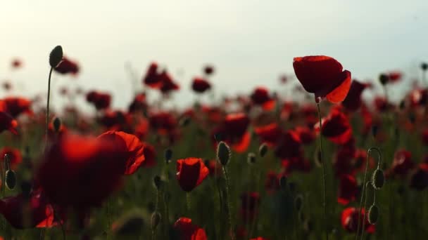 Κόκκινα Λουλούδια Παπαρούνας Ανθίζουν Ταλαντεύονται Στον Άνεμο Ένα Λιβάδι Κοντά — Αρχείο Βίντεο