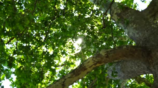 明亮温暖的落日透过公园 森林里落叶树的枝条发出光芒 没有人 没有人 有选择的焦点 阳光闪烁 环境与自然概念 — 图库视频影像