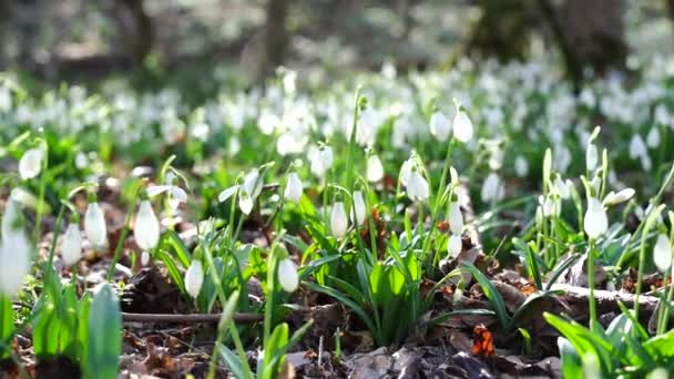 Белые Подснежники Ранней Весной Лесу Ранние Весенние Белые Цветы Весеннем — стоковое видео