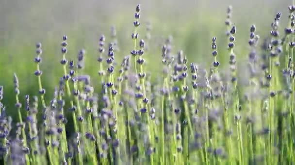 Fält Lavendel Blomma Blommande Doftande Ändlösa Rader Vid Solnedgången Selektivt — Stockvideo