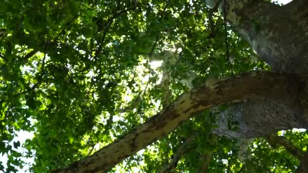 明亮温暖的落日透过公园 森林里落叶树的枝条发出光芒 没有人 没有人 有选择的焦点 阳光闪烁 环境与自然概念 — 图库视频影像