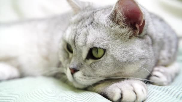 Cat Muzzle Head Scottish Cat Lies Looks — Stock Video