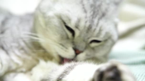 Britische Schottische Faltenkatze Wäscht Sich Die Zunge Fröhliche Katze Wäscht — Stockvideo