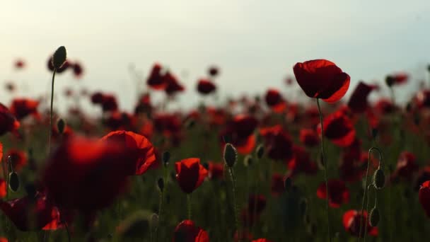 赤いポピーの花が咲き 春のメドウのクローズアップで風に揺れ 太陽の輝きの日没でゆっくりとした動きをします ネイチャーコンセプト — ストック動画