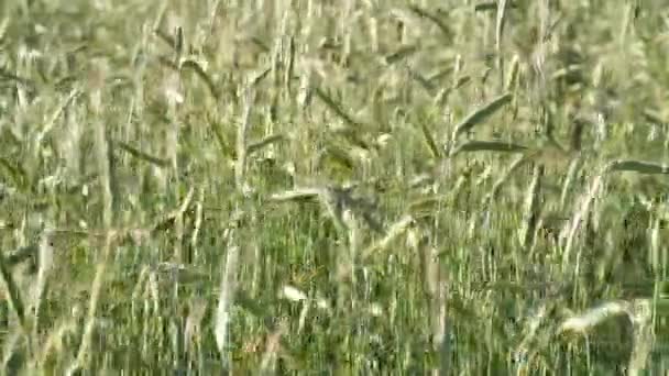 农业背景 燕麦绿耳朵在风中摇曳 — 图库视频影像