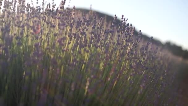 Campos Flores Lavanda Floridas Perfumadas Fileiras Intermináveis Pôr Sol Foco — Vídeo de Stock
