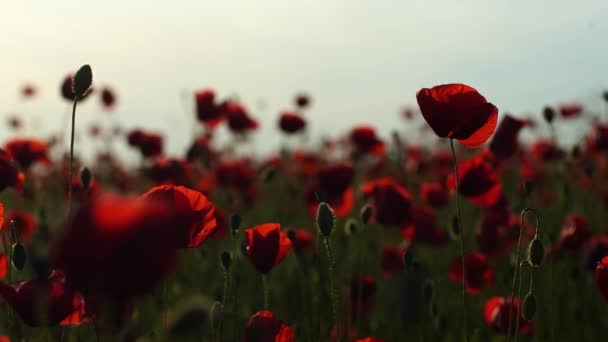 赤いポピーの花が咲き 春のメドウのクローズアップで風に揺れ 太陽の輝きの日没でゆっくりとした動きをします ネイチャーコンセプト — ストック動画