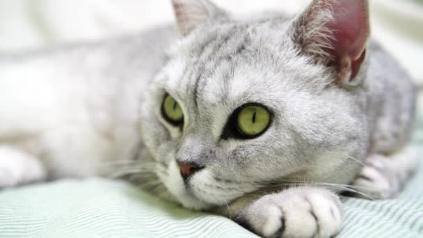 Kedi Ağızlığı Yalan Söyleyen Etrafa Bakan Skoç Bir Kedinin Başı — Stok video