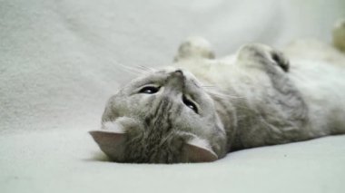 İskoç heteroseksüel kedi sırt üstü yatıyor. Kedi baş aşağı. Beyaz kedi yüzünü kapat.