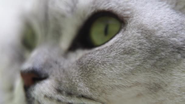 Kedilerin Ağızlıklarına Yakın Çekim Yeşil Gözlü Skoç Kedisi — Stok video