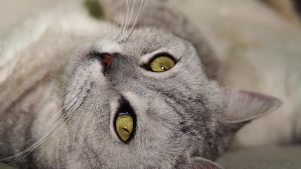 Schottische Straight Cat Liegt Auf Seinem Rücken Katze Auf Den — Stockvideo