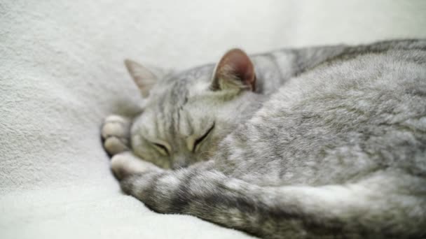 Scottish Straight Cat Sleeps Bed Purebred Shorthair Enjoys Sleep Home — Stock Video
