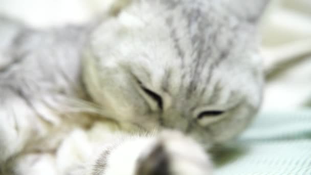 Britische Schottische Faltenkatze Wäscht Sich Die Zunge Fröhliche Katze Wäscht — Stockvideo