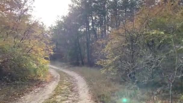 秋の森の道 秋の初めの晴れた日 森の中を歩く 観光と休暇のコンセプト — ストック動画