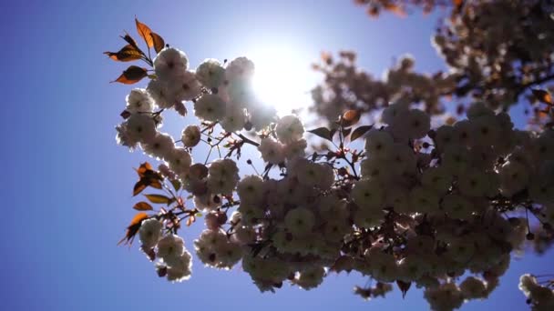 Double Cherry Blossoms Full Bloom Tree Branch Flowers Blue Sky — Vídeos de Stock