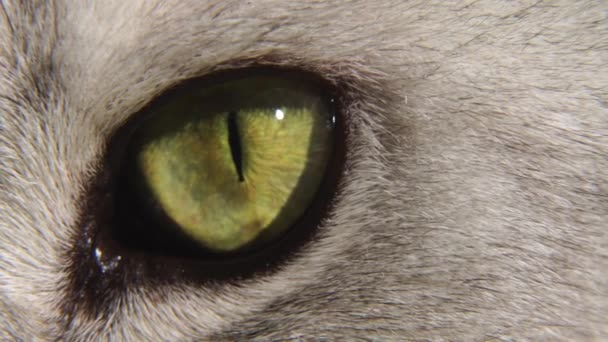 Глаз Шотландской Натуралки Медленное Движение Зеленый Кошачий Глаз Близко — стоковое видео
