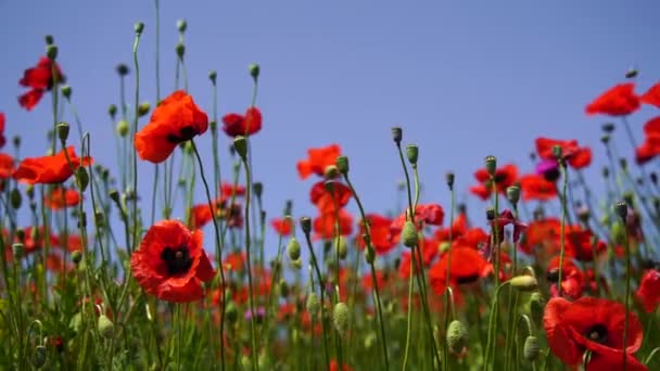 スローモーション 野生のポピー 美しい夏の田園風景のフィールド 明るい赤い花 晴れた日と新鮮な緑の牧草地 — ストック動画