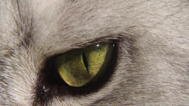 Das Auge Einer Schottischen Geraden Katze Zeitlupe Grünes Katzenauge Aus — Stockvideo