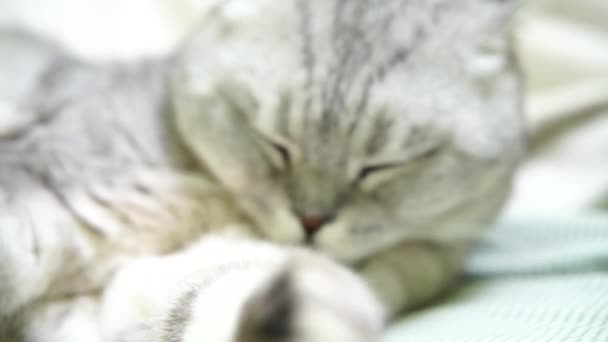 Brit Skót Fold Macska Mosás Nyelvét Boldog Macska Mosás Nyalogatja — Stock videók