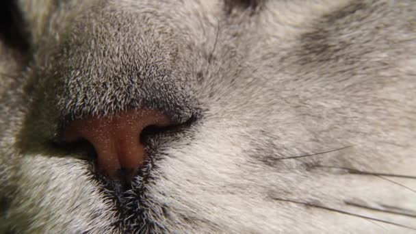 Μύτη Γάτας Σκωτσέζικη Γκρίζα Γάτα Σηκώνει Κεφάλι Της Κοντινό Πλάνο — Αρχείο Βίντεο
