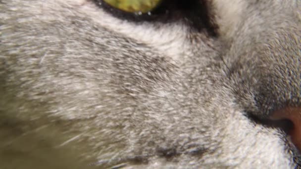 猫の鼻 スコットランドの灰色の猫が頭を上げます 閉じる 猫の鼻と口 — ストック動画