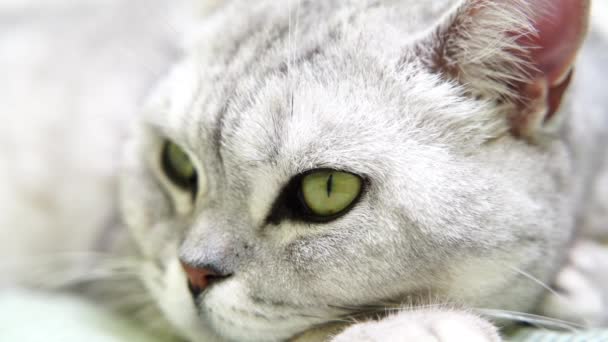 ネコのネズミ スコットランドの猫の頭 周りを見回す — ストック動画
