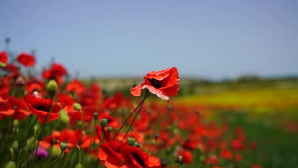 慢动作野罂粟地 美丽的夏季乡村风景 鲜绿的草地 开着鲜红的花朵 阳光灿烂 — 图库视频影像