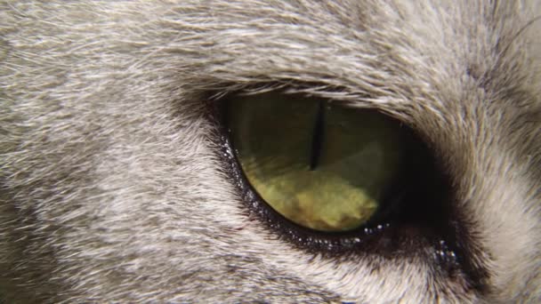 Das Auge Einer Schottischen Geraden Katze Zeitlupe Grünes Katzenauge Aus — Stockvideo