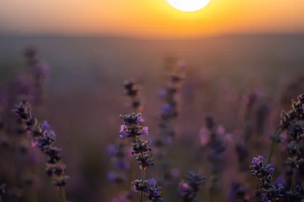 Красивый Закат Лавандовых Полях — стоковое фото