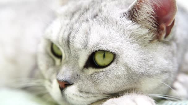 Дуло Кішки Голова Шотландського Кота Який Лежить Озирається Навколо — стокове відео