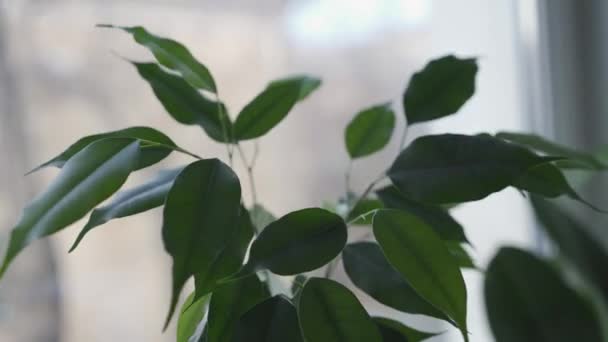 窓の背景に対するフィクス ベンジャミナの新鮮な緑の葉のクローズアップ 家の木の葉が風の中で動いています ビデオ ハウスプラントケアコンセプト — ストック動画