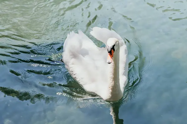 Swan Blue Lake Water Sunny Day Swans Pond Nature Series — Stock Photo, Image