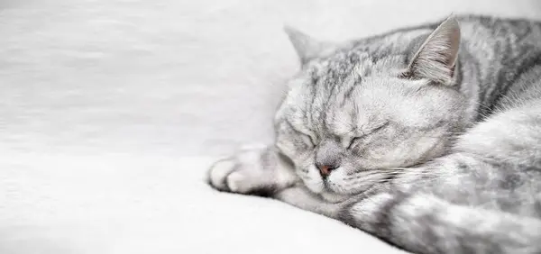 Scottish Straight Cat Está Dormindo Close Focinho Gato Adormecido Com — Fotografia de Stock