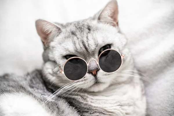 Skót Egyenes Macska Szemüvegben Fehér Háttérrel Háziállatok — Stock Fotó