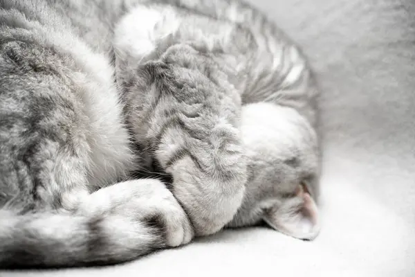 스코틀랜드 똑바른 고양이는 자고있다 잠자는 고양이의 퍼즐의 클로즈업 가벼운 담요의 — 스톡 사진
