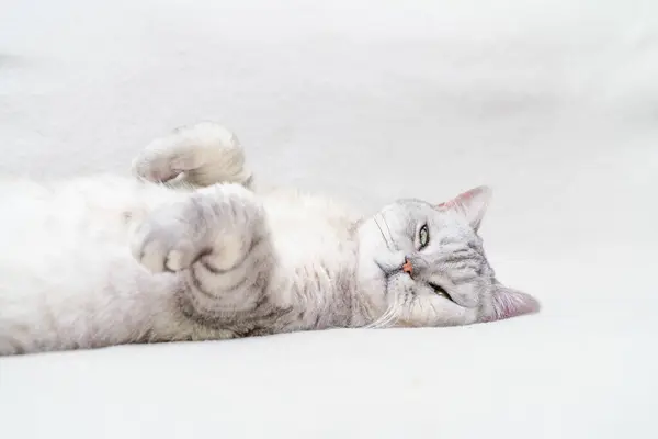 Scottish Straight Cat Lies His Back Cat Upside Close White — Stock Photo, Image